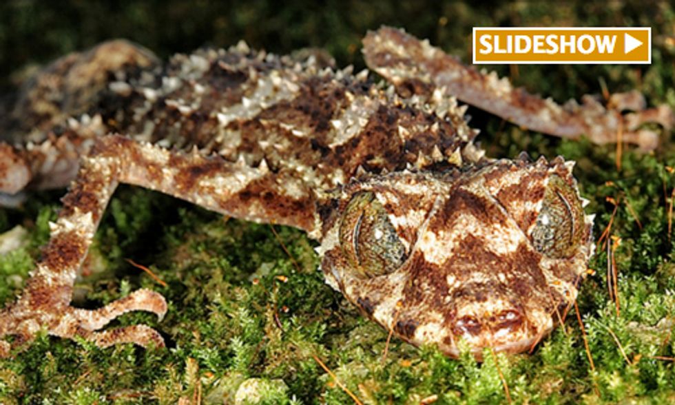 Top 10 New Species for 2014