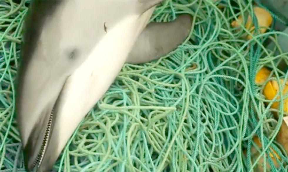 ‘Earth Focus’ Exposes Illegal, Inhumane Dolphin Hunting in Peru