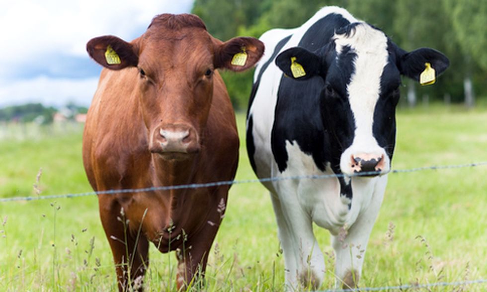 Will Free Trade Agreements Allow Chlorinated Canadian Beef to Be Exported to Europe?