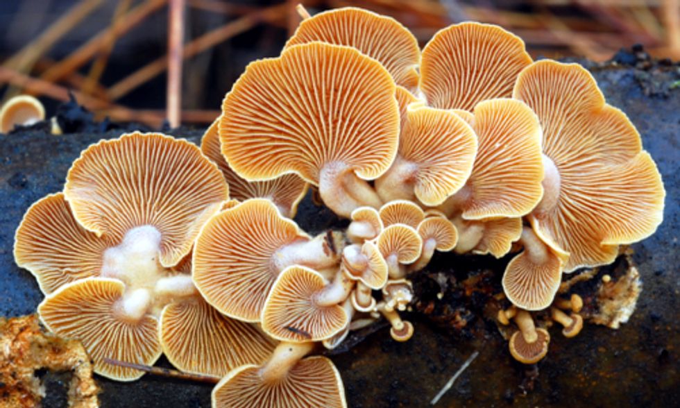 Researcher Develops Innovative Way to Use Fungi for Bioremediation of Oil-Contaminated Soil
