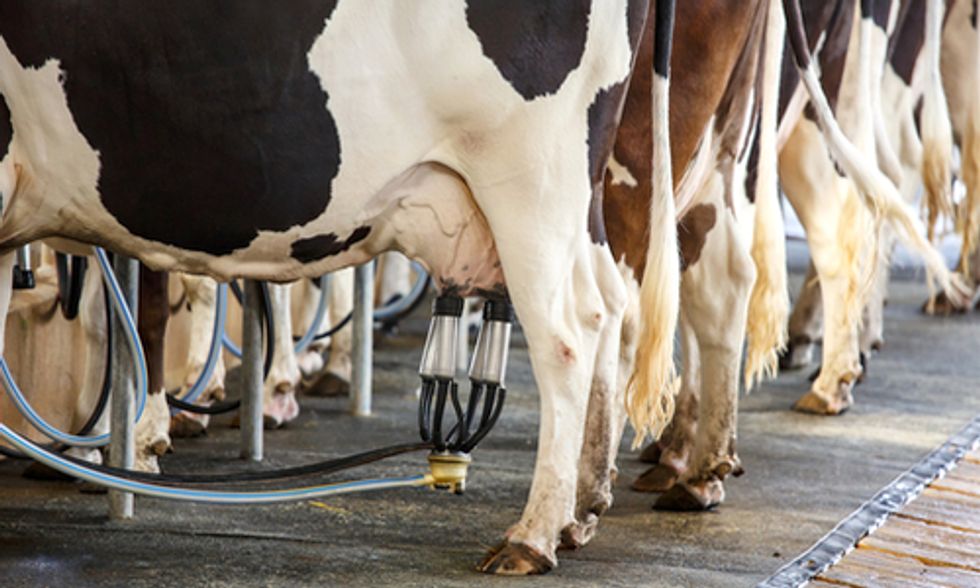 How America's Dairyland Is Polluted by Factory Farms