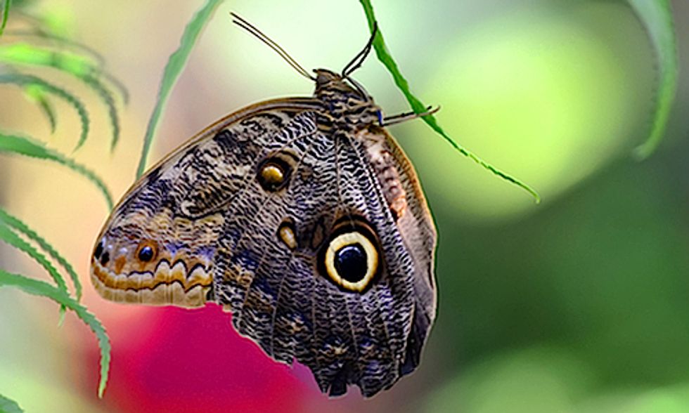 Evolution of Butterfly 'Eyespots' Lend Insight Into Age-Old 'Chicken or the Egg’ Riddle