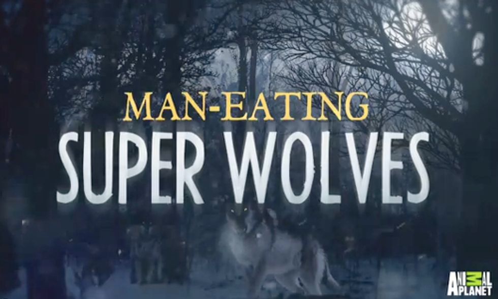 'Man-Eating Super Wolves' Episode Prompts Public Outcry Against Animal Planet