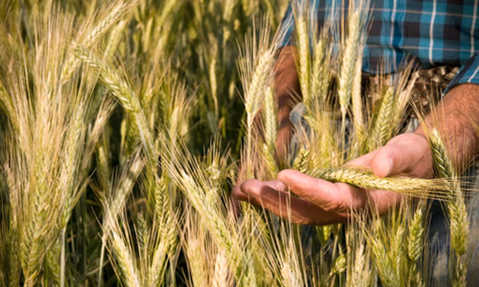 Australian Supreme Court Rules Against Organic Farmer in GE Contamination Suit