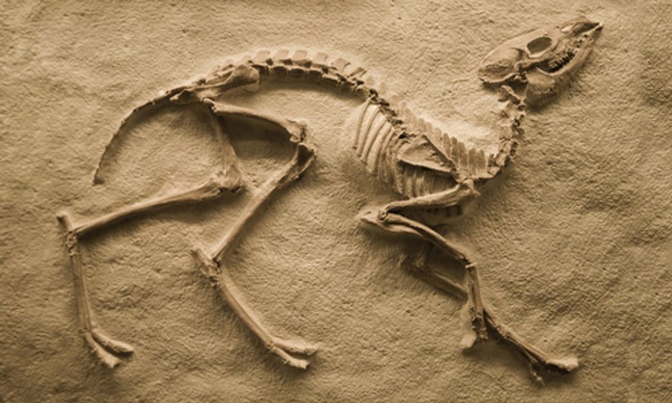 Species Are Going Extinct 1,000 Times Faster Because of Humans