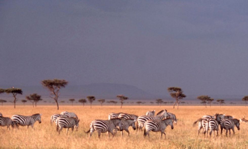 Researchers Discover African Zebras Log World's Longest-Known Terrestrial Migration