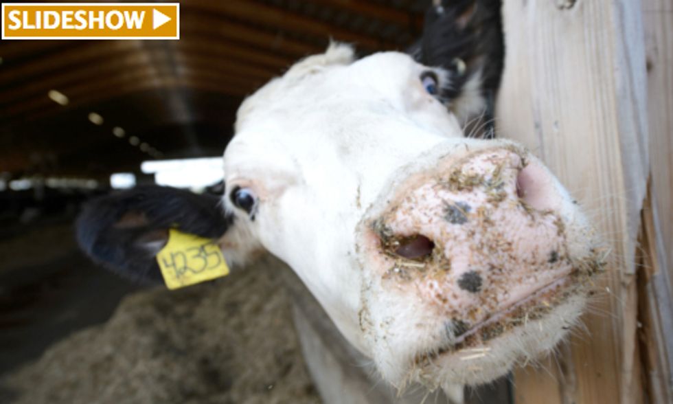 Michigan State Researchers Create Technology That Converts Cow Manure Into Clean Water