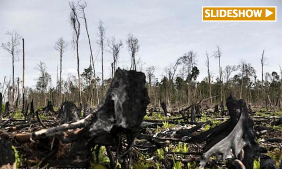 10 Reasons Why We Must Save the Indonesian Peatlands