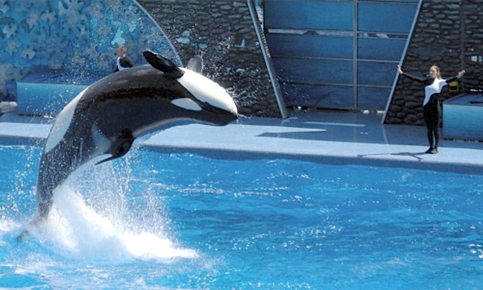 The Blackfish Effect: 40 Members of Congress Call on USDA to Revise Rules for Captive Marine Mammals