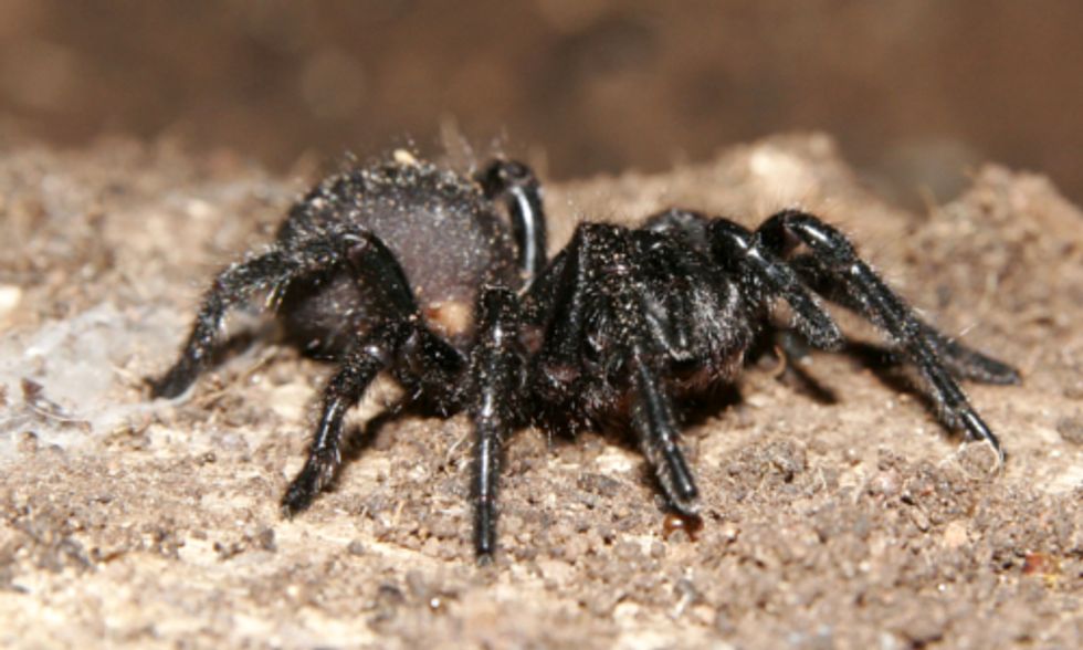 Could Spider Venom Save the Bees?