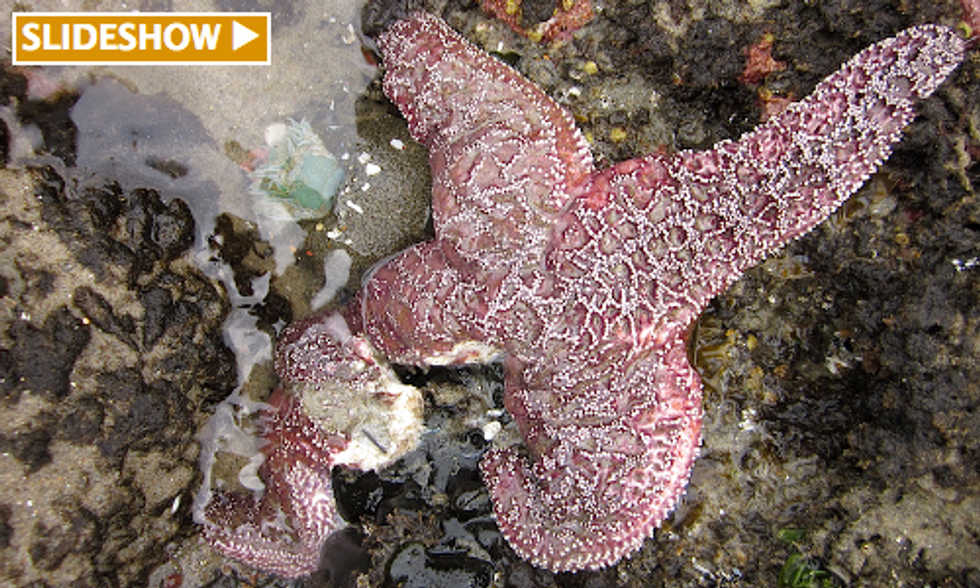 Extinction of Oregon Starfish Expected Due to Sea Star Wasting Epidemic