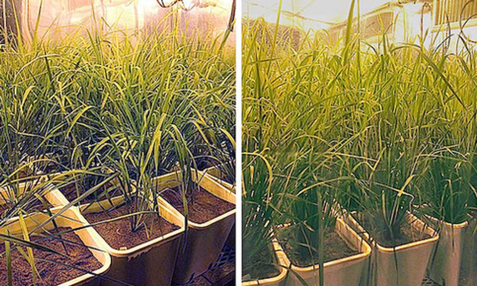 Are Weeds the Future of Food?