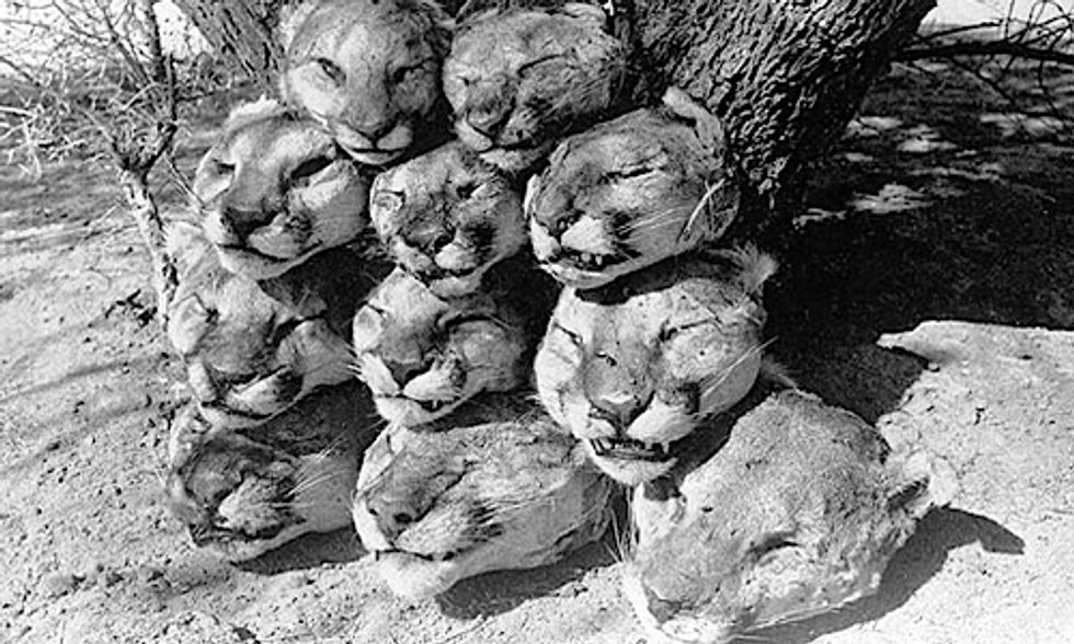 2 Million Animals Killed by Federal Wildlife Program in 2013