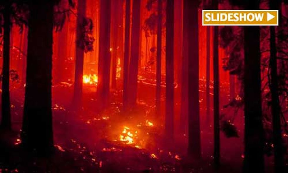Salvage Logging Near Yosemite?
