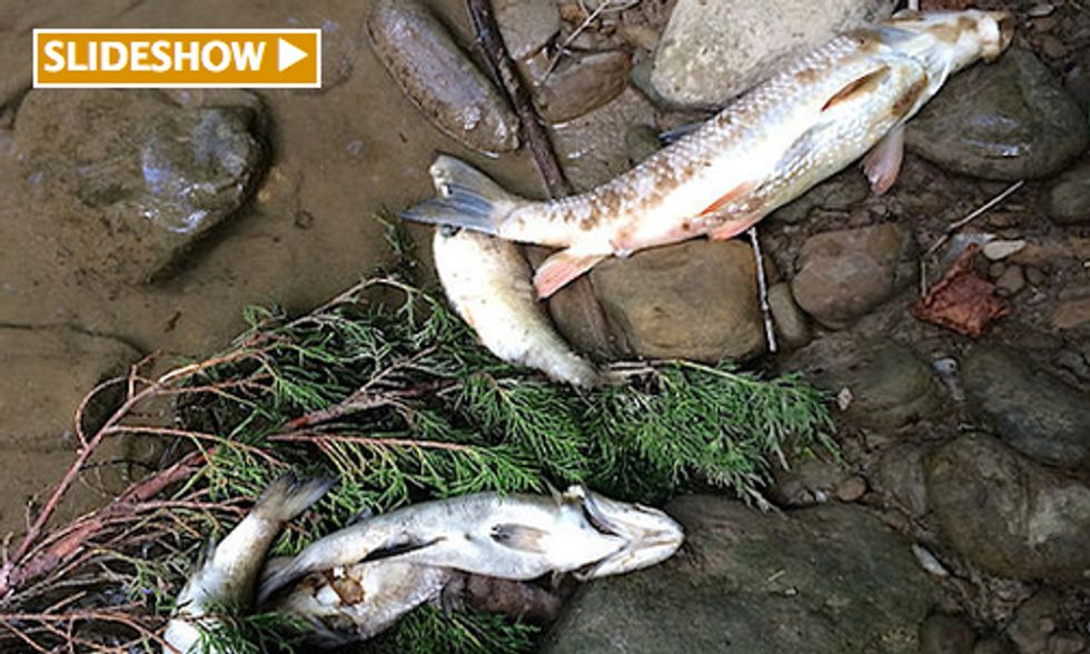 Another Coal Chemical Spill Pollutes Public Waterway, This Time in Kentucky