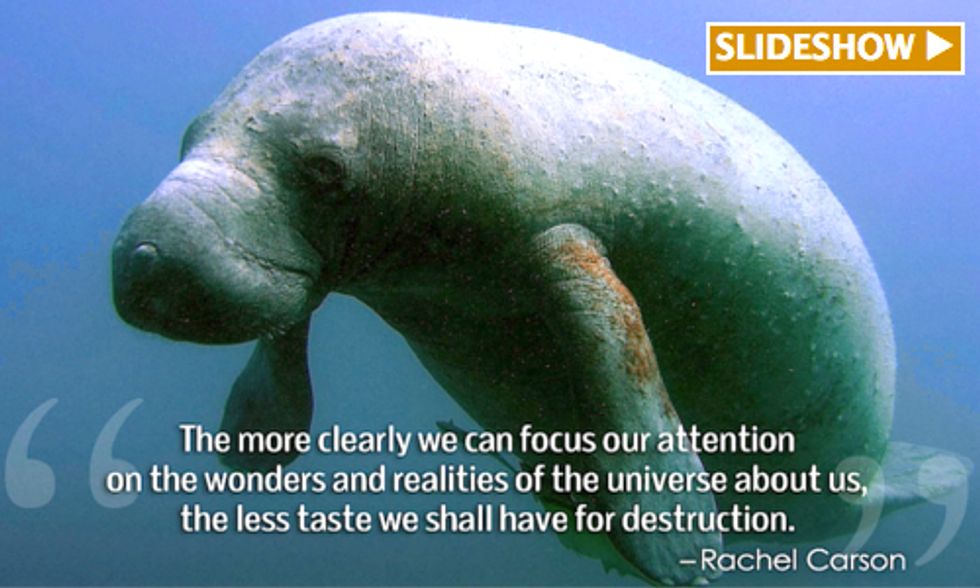 9 Quotes About Animals in Captivity That Could Change The Way You Think About Zoos