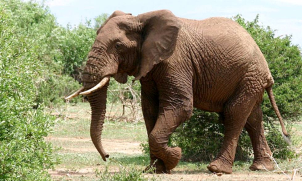 20,000+ Elephants Poached in Africa in 2013