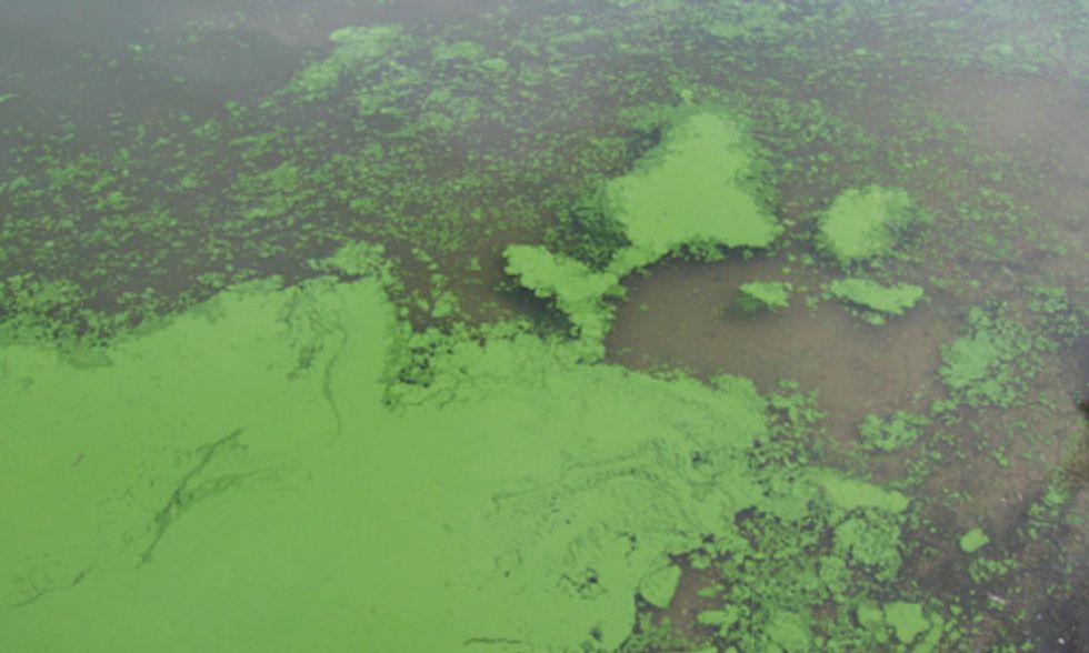 The Global Fresh Water Crisis: Algae Blooms, Privatization and Scarcity