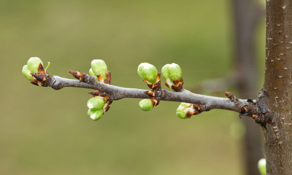 Research Finds Critical ‘Bud-Break’ Gene Aids Trees in Adapting to Climate Change
