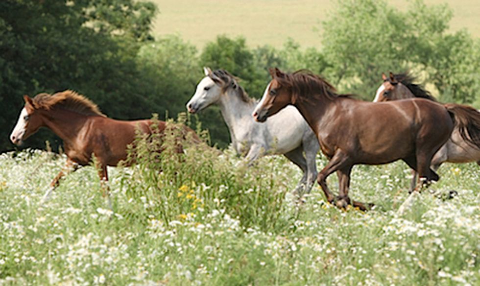 Could Endangered Species Protection Save Wild Horses?