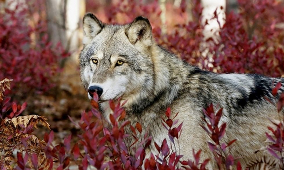 Simple Solutions for Coexistence of Wolves and Livestock