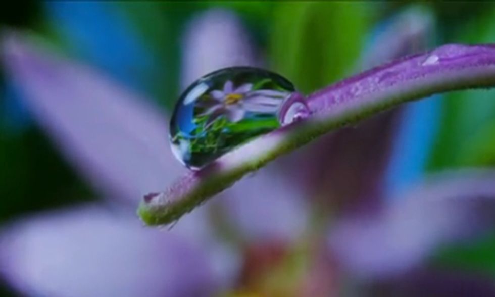 Beauty Is Nature’s Tool for Survival (Prepare to Be Wowed)