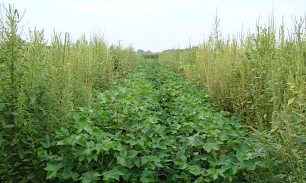 Texas Requests 'Emergency Use' of Restricted Herbicide to Kill Superweeds