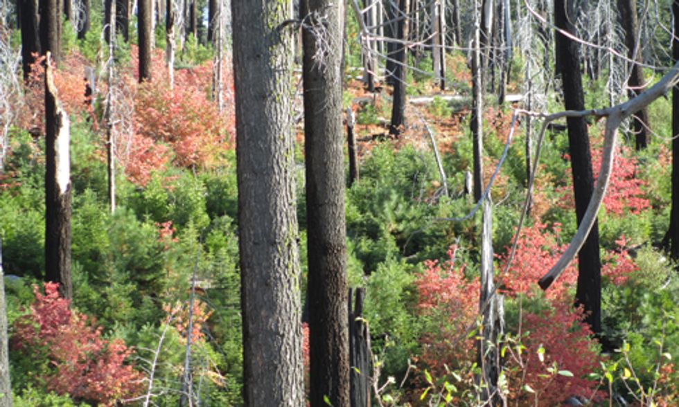 Stop Massive Clearcutting Near Yosemite and Create Rim Fire National Monument