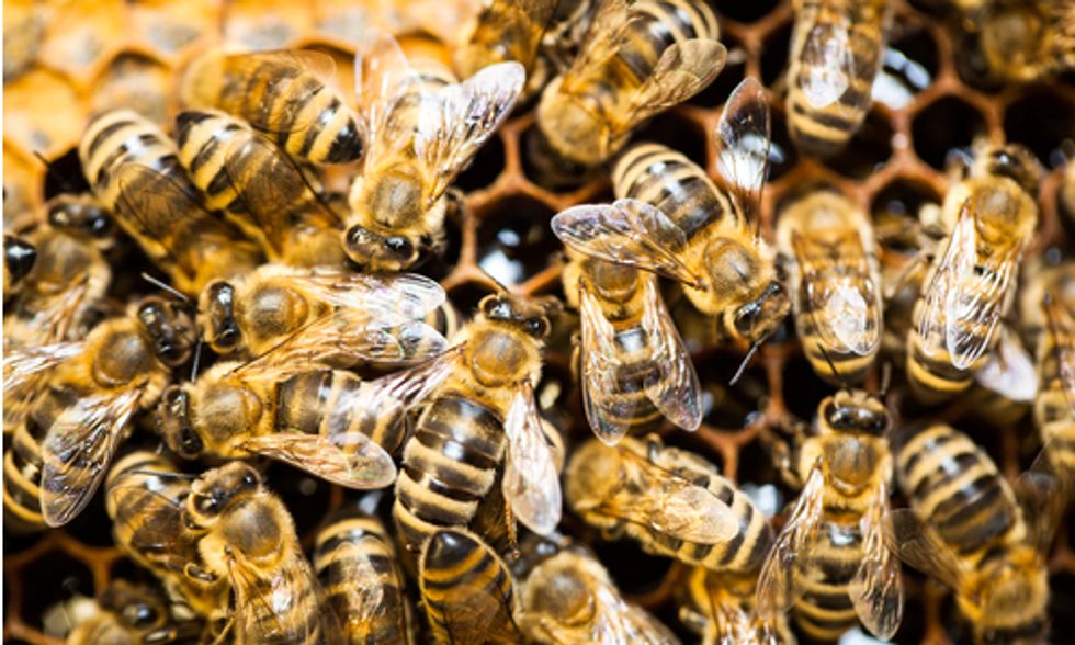 Obama Mandates Precedent-Setting Task Force to Protect Honey Bees and Other Pollinators