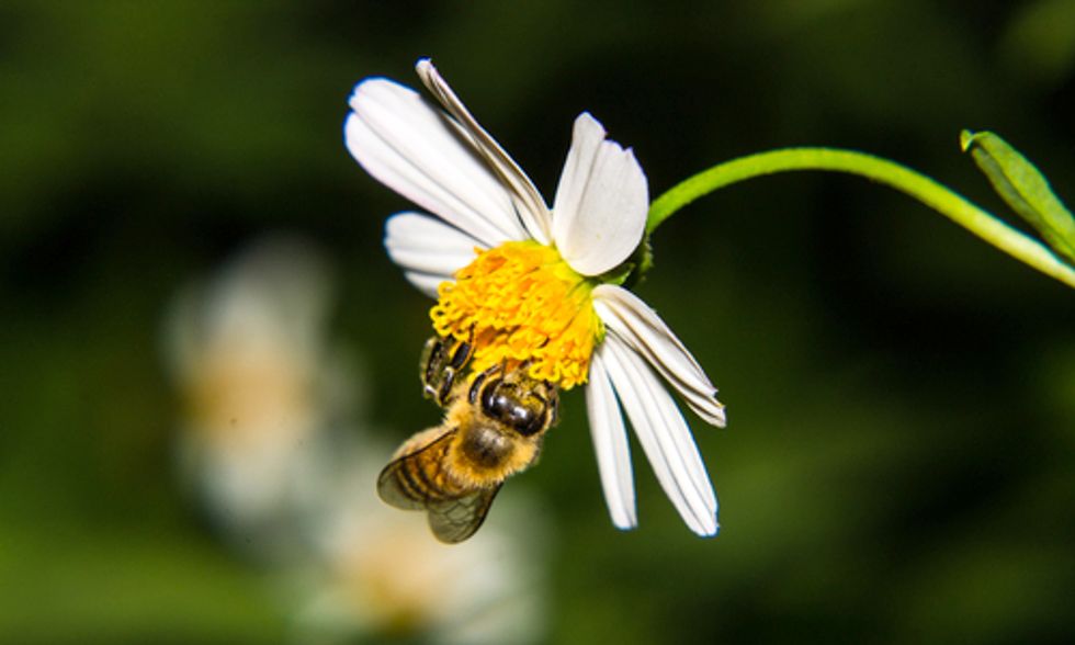 Scientists Release Landmark Worldwide Assessment Detailing Effects of Bee-Killing Pesticides