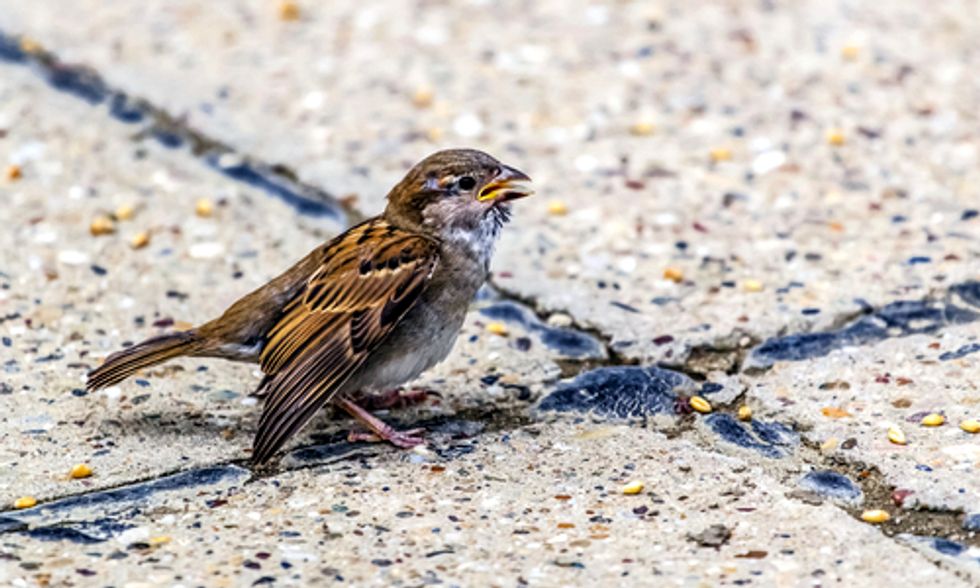 Want to Help a Hurt or Stranded Animal? There’s an App for That