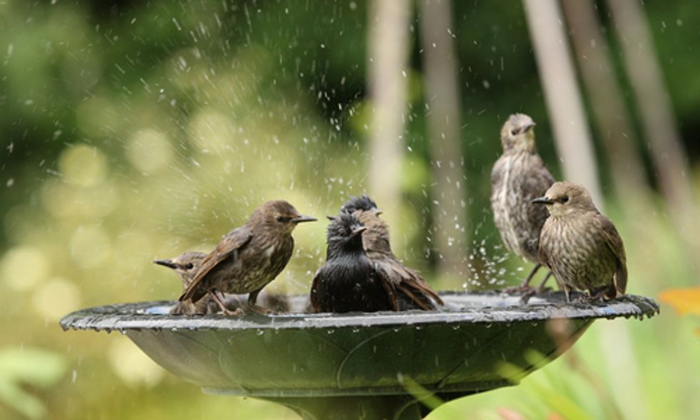 10 Ways to Help Birds This Summer