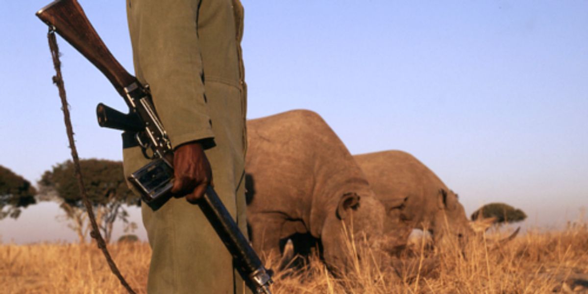 How Improving Local Economy Could Solve Africa’s Wildlife Poaching