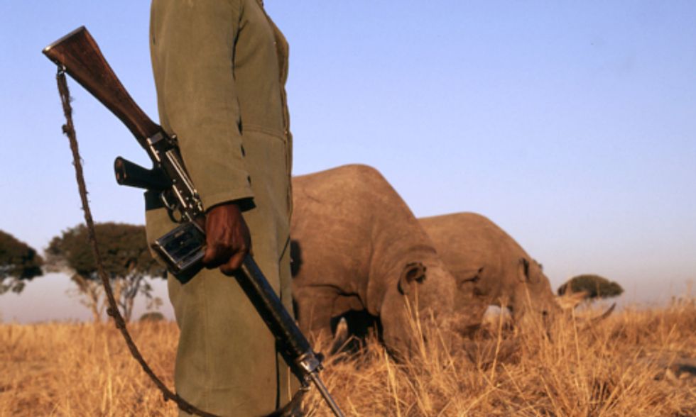 How Improving Local Economy Could Solve Africa’s Wildlife Poaching Problem