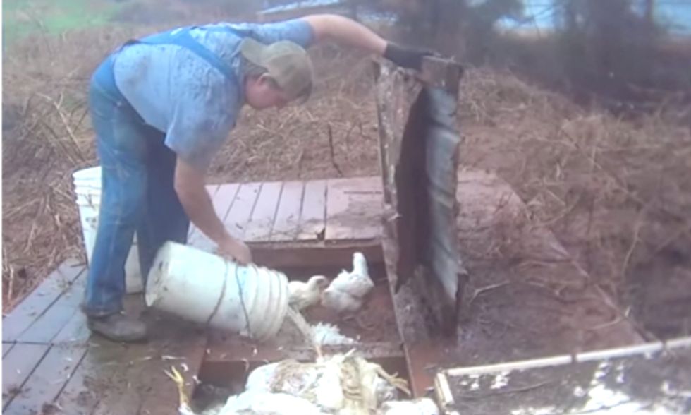 Buried-Alive Chickens Exposed in Shocking Undercover Investigation of Nation's Second-Largest Producer