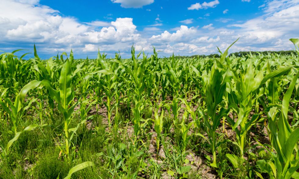 Environmental Groups Fear EPA Could Approve Dow Pesticide for GMO Crops