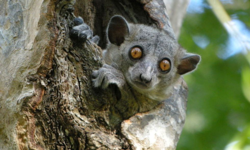85% of World’s Endangered Species Are Not Protected in Existing Refuges