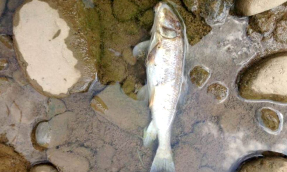 Ohio Fracking Fire Likely Cause of Large Fish Kill