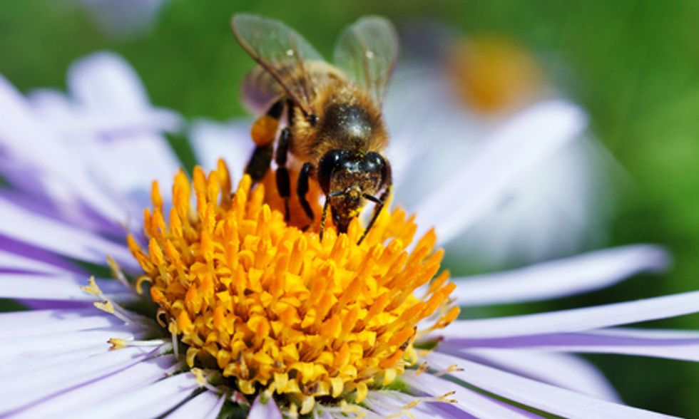 Save the Bees, Ban Neonic Pesticides