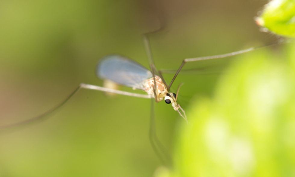 How Climate Change Influences the Path of Malaria-Carrying Mosquitoes