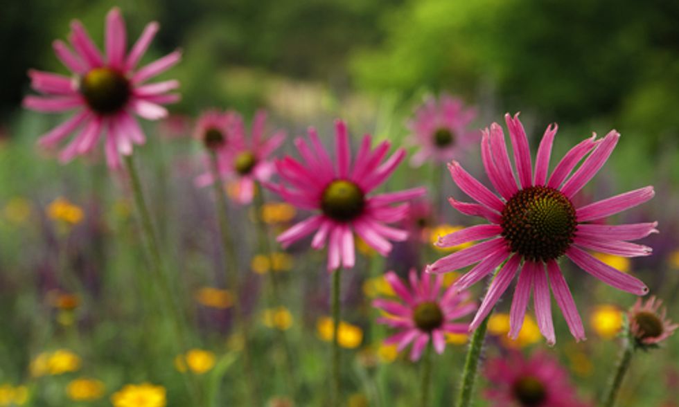The Why, What and How of Rain Gardens