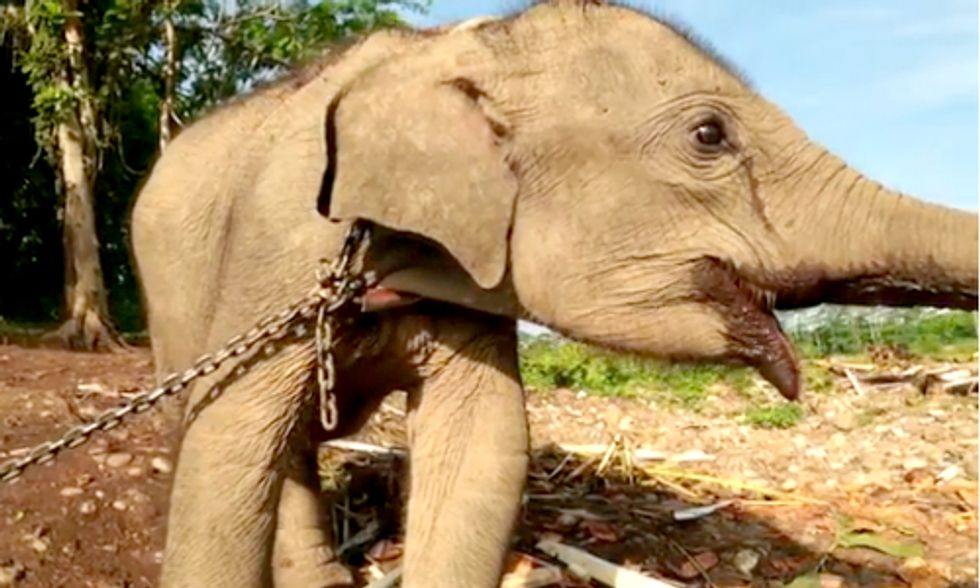 Palm Oil Deforestation and Illegal Trading Continue Pushing Sumatran Elephants Toward Extinction