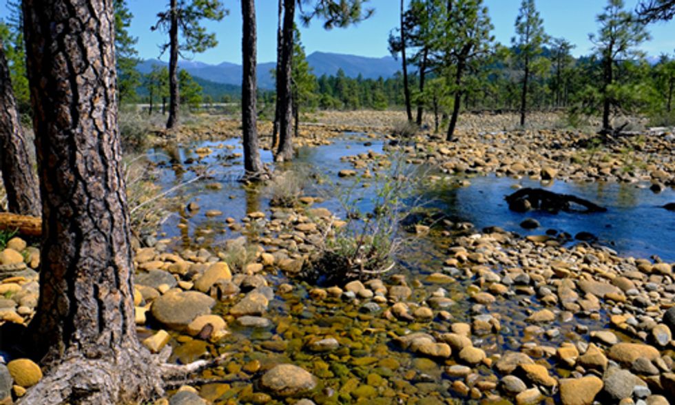 Cherished Redwood Region Threatened by Nickel Mines