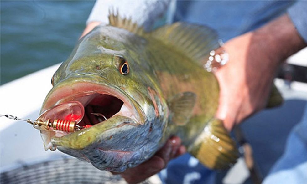 Intersex Fish Found in Three Pennsylvania Rivers Linked to Endocrine Disrupting Chemicals