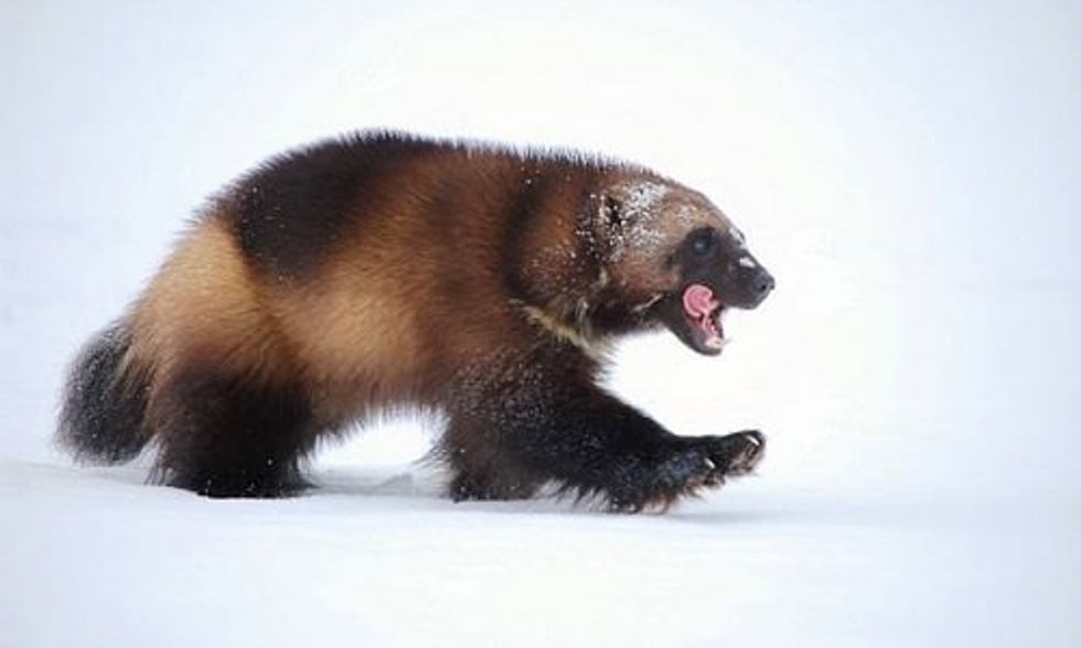 U.S. Reverses Proposal to List Wolverines as Threatened Species