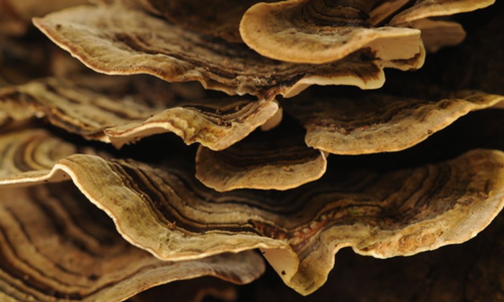 5 Medicinal Mushrooms