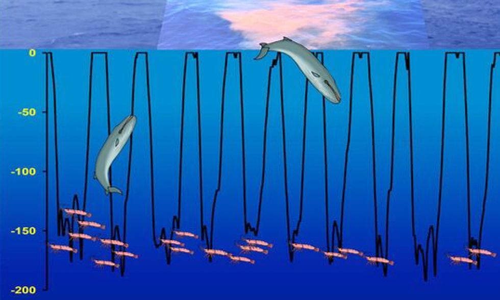 New Study Reveals Whales as Marine Ecosystem Engineers