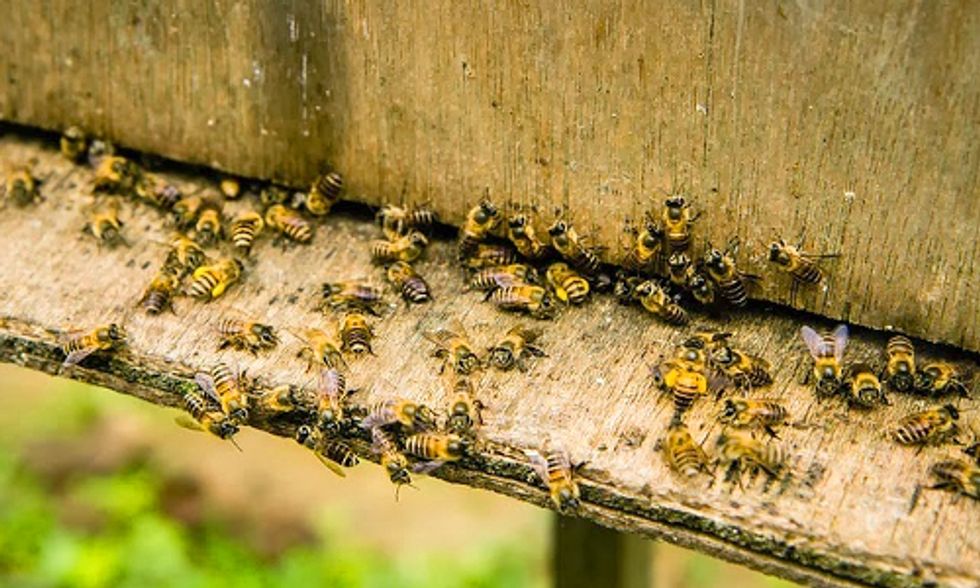 Approval of Bee-Killing Pesticides Challenged in Court