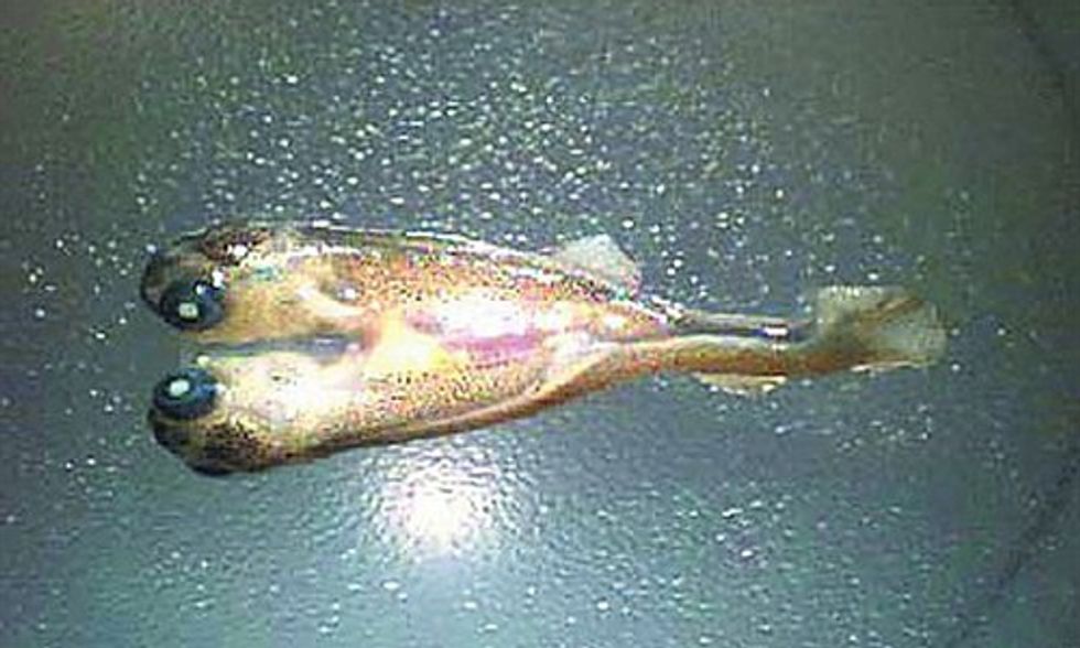 Mountaintop Removal Coal Mining Decimates Fish Populations in Appalachia