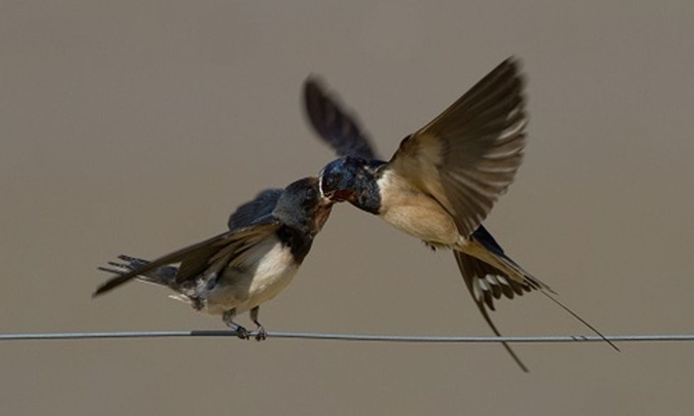Study Links Bee-Killing Pesticides to Decline in Bird Populations
